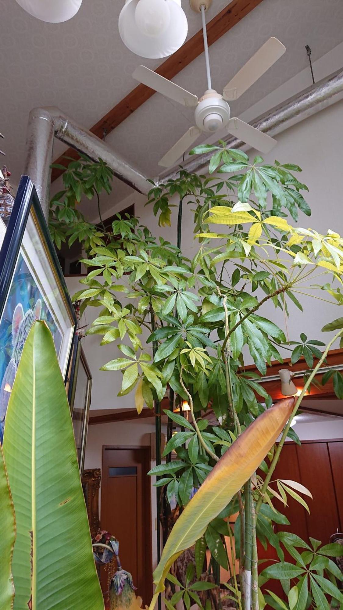 Setagaya-ku - House - Vacation 16505